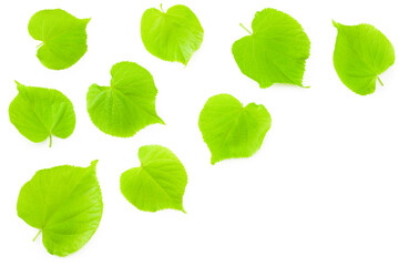 Linden flowers isolated on a white background. top view