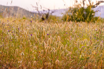 Fototapeta premium varied herbs illuminated by the evening sun