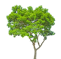 Tree isolated on white background