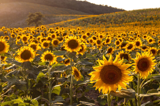 Sunflower blooming with natural background. Sunflower field 