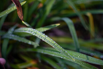 rain drops on a grass