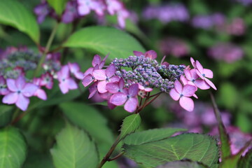 Hydrangea in the park ,japan,tokyo