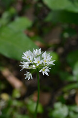Wild garlic