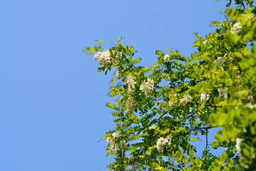 Black locust