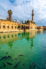 Balikligol ( fish lake ) in Sanliurfa City of Turkey