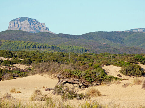 Sardinia the beach of Piscinas, views of the sand dunes covered with vegetation, in the background woods and mountains