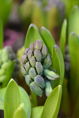 Fototapeta na wymiar Multiflora Hyacinth Blue