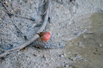 Redbilled Firefinch at a water hole.