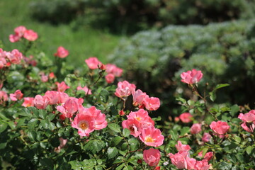 Roses  in the park ,japan ,tokyo 