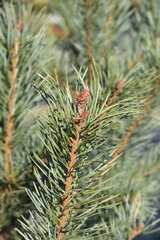 Blue Scots pine