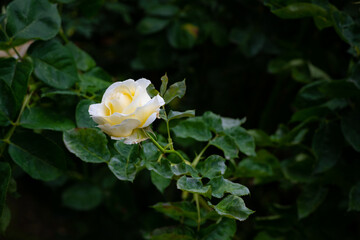 Fototapeta na wymiar Nice white and yellow rose flowers in spring garden macro nature