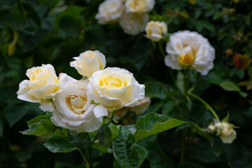 Nice white and yellow rose flowers in spring garden macro nature