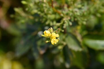 Oregon grape