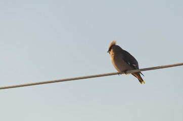 lonely bird, with multi-colored plumage, sitting on a power line