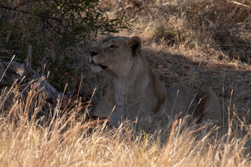 A lioness stalking her prey.