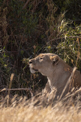 A lioness stalking her prey.