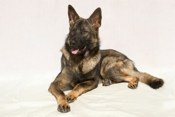 German shepherd portrait