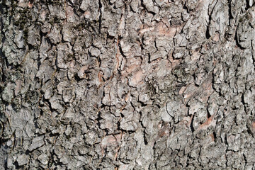 Common horse chestnut