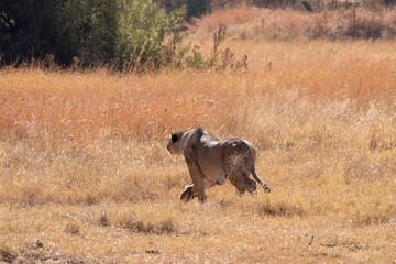 A lioness stalking her prey.