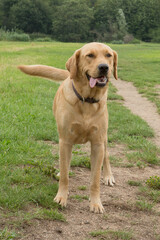 Labrador waiting for his ball