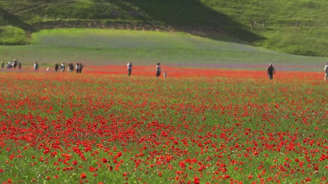 Fioritura di Castelluccio di Norcia