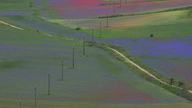 Fioritura di Castelluccio di Norcia