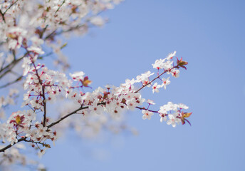 Branches of blossom on blue sky background.