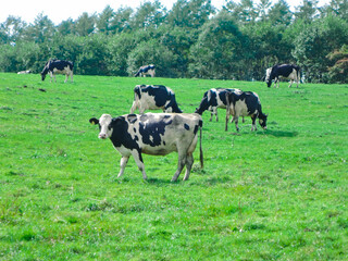 Fototapeta na wymiar 北海道 上士幌町 牧場の和牛