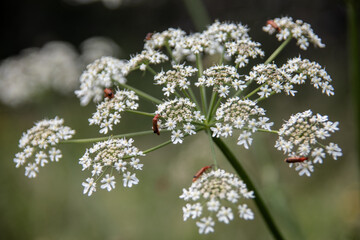 Fototapeta na wymiar Umbelliferae with white flowers is full of red-brown soft beetles
