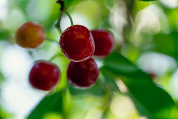 Beautiful cherries on a tree branch close up