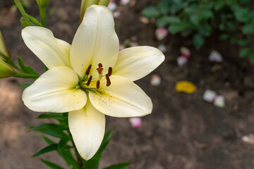 Beautiful white Lily growing in the garden on a Sunny day, copy space