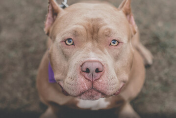 
cheerful and cheerful bully on a walk