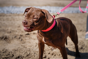 
pitbull on a walk with its owner