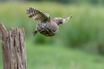 A Little Owl (Athene noctua) in flight