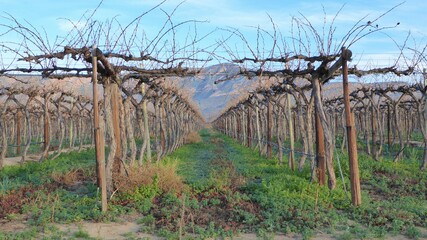 Peek into a Little Karoo Vineyard in Winter