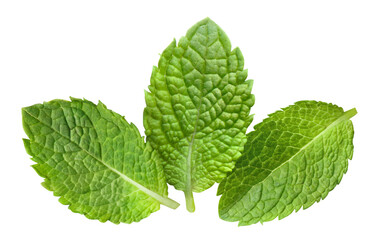 Delicious mint leaves close-up, isolated on white background