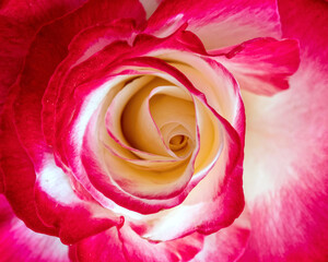 colorful purple and white rose flower top view close up, natural pattern background