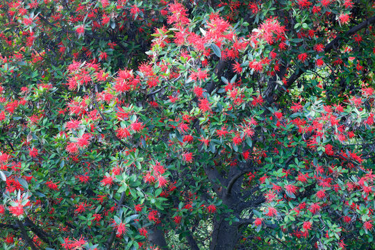 Chilean firebush or Notro (Embothrium coccineum), Pan-American Highway, Aysen Region, Patagonia, Chile
