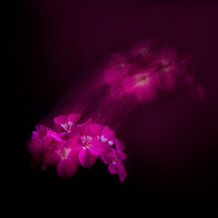 Obraz na płótnie Canvas Image with geraniums.