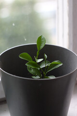 watermelon tree sprouts in a flower pot