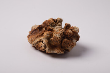 one coral on a white background