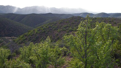 Portulacaria Afra / Elephant's Food Trees Growing on Little Karoo Hills