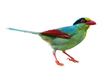 Common Green Magpie on white background
