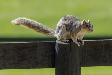 Squirrel on fence