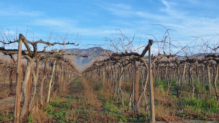 Peek into a Little Karoo Vineyard in Winter