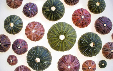 colection of sea urchins on white background, textured natural background