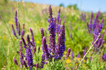 lavender field in provence