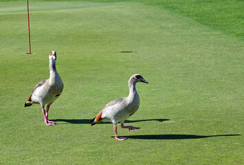 Couple d'oies du Nil sur un golf en France
