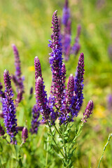 lavender field in provence