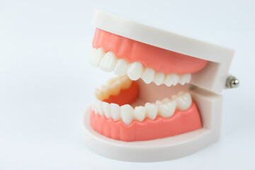 Teeth plastic model isolated on white background. dental instrument for education concept.